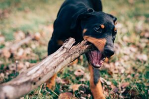 Understanding Separation Anxiety in Dogs: Signs, Causes, and Solutions