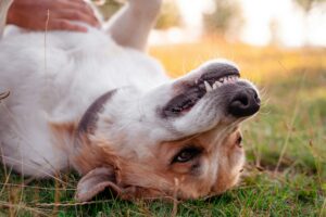The Crucial Benefits of Professional Dental Cleaning for Dogs