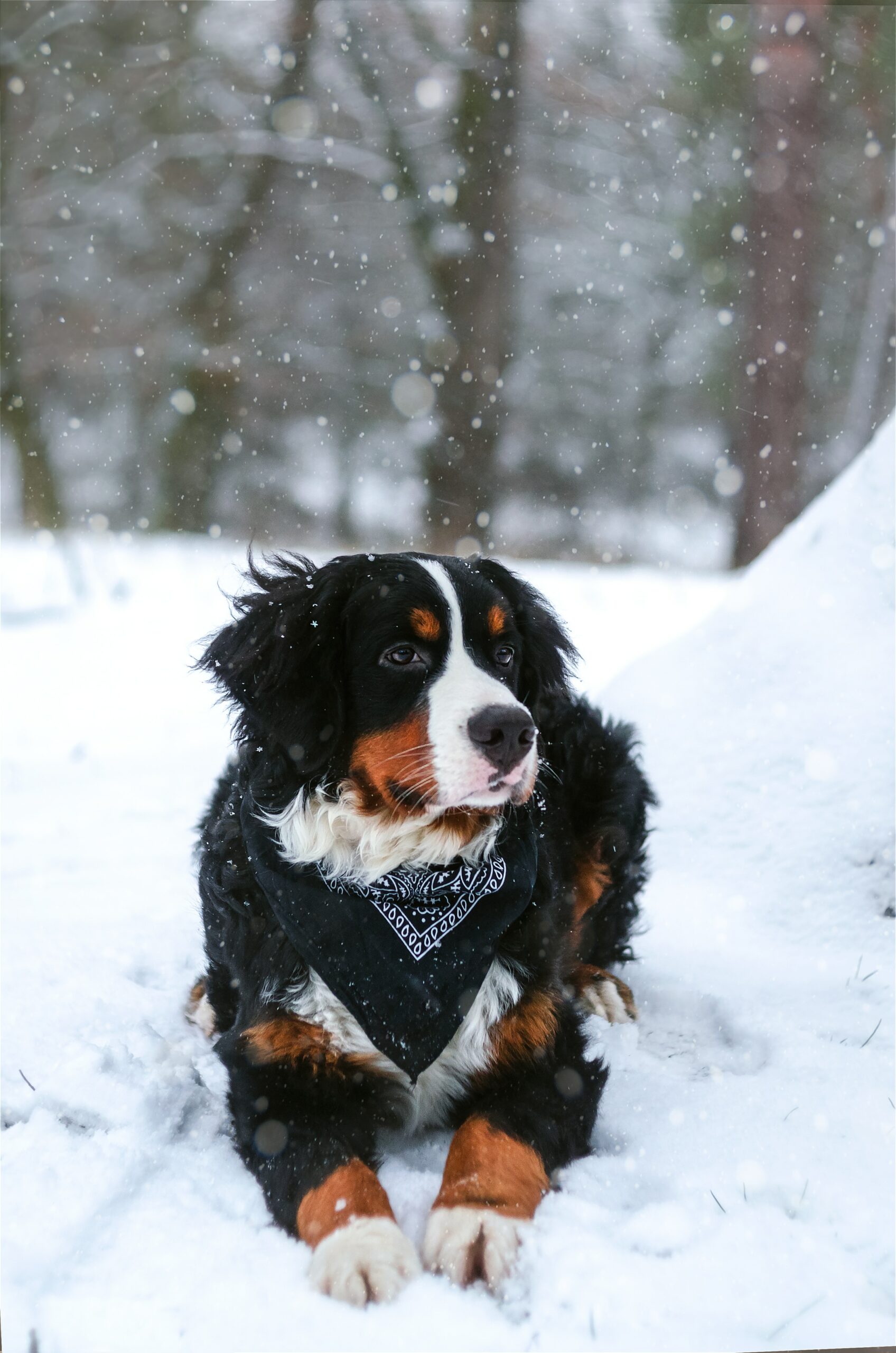 Essential Winter Paw Care for Dogs
