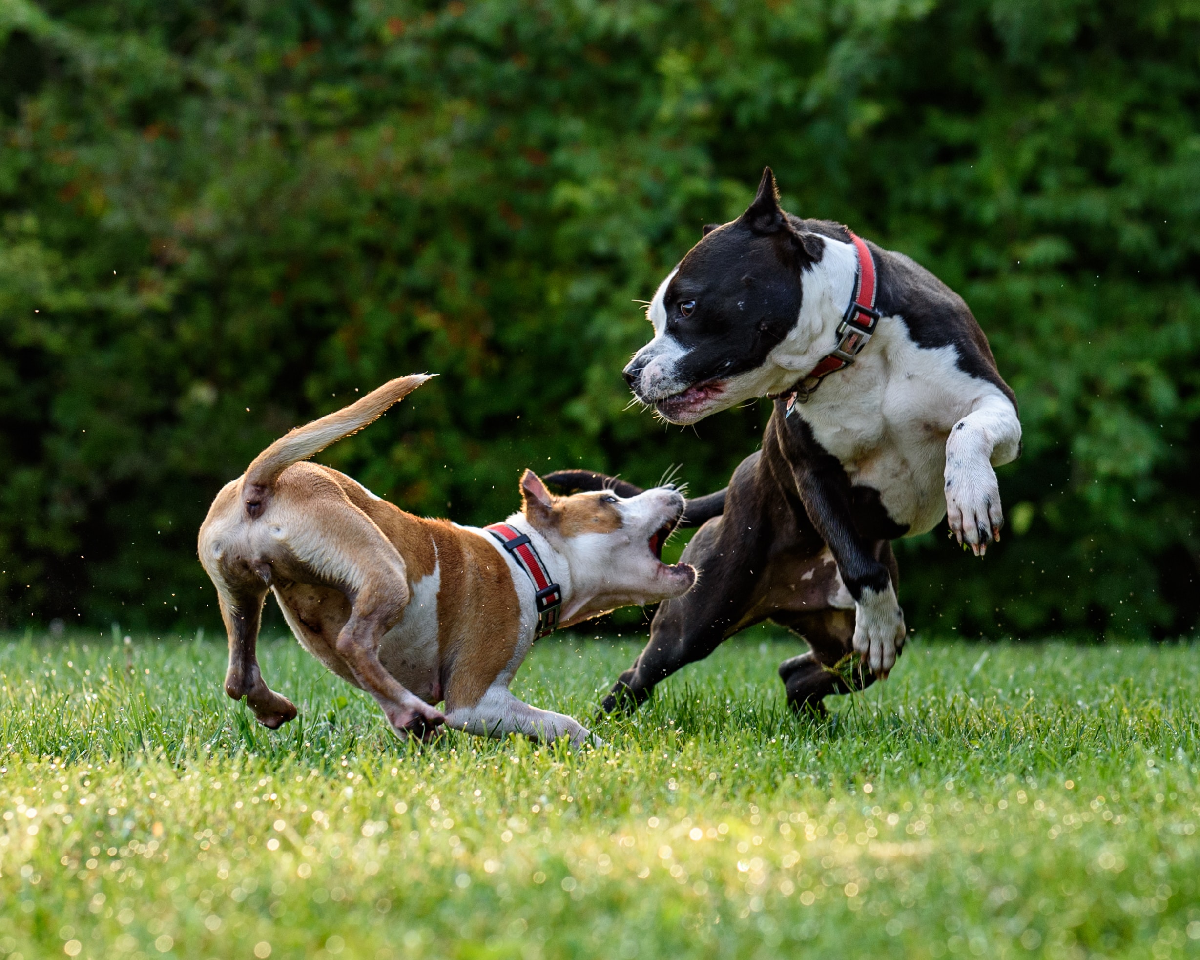 The Importance of Early Dog Socialization