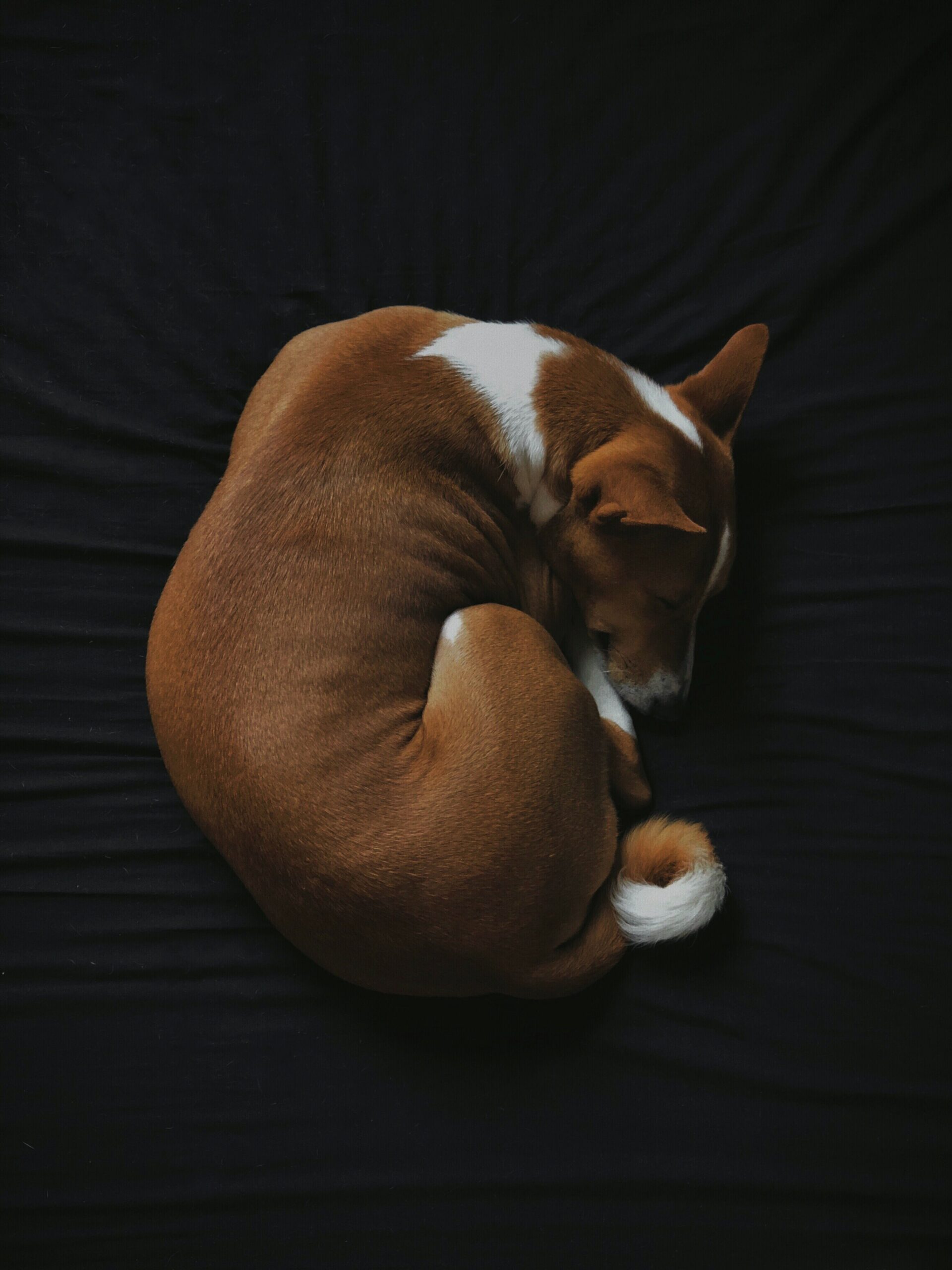 The Ultimate Guide to Ensuring Your Dog Gets the Best Sleep