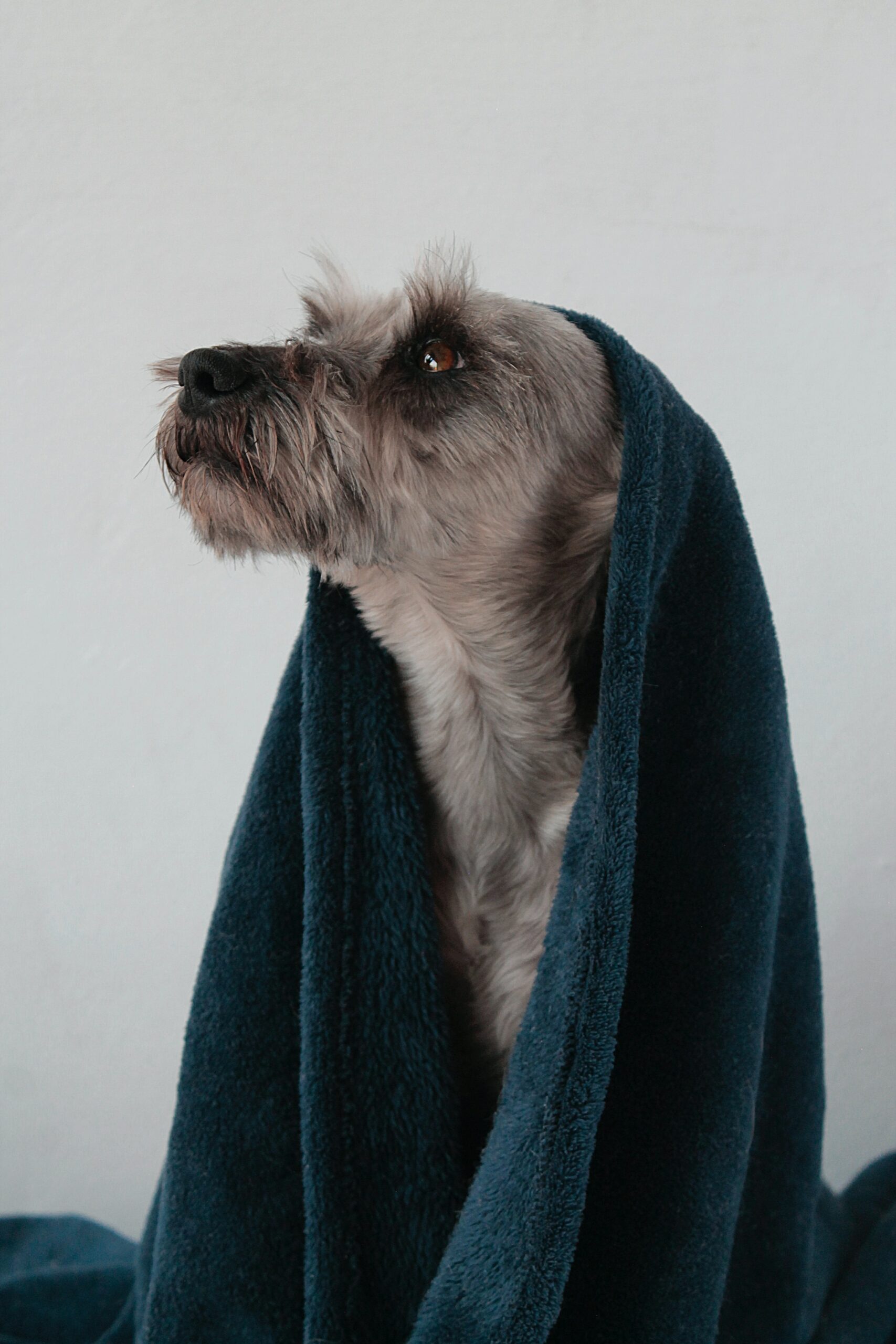 The Ultimate Guide to Dog Grooming: Bathing, Brushing, and Beyond