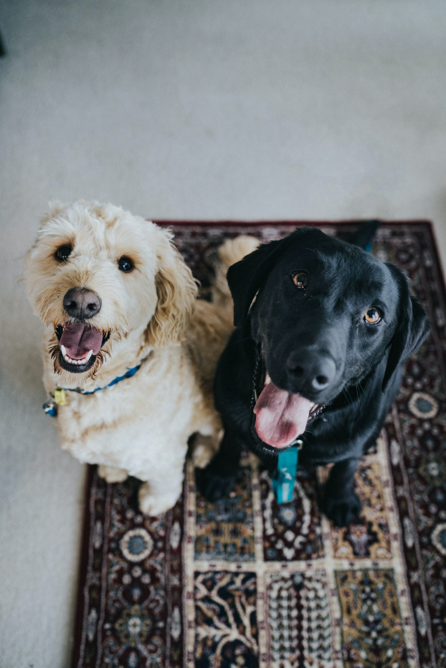 The Importance of Early Dog Socialization