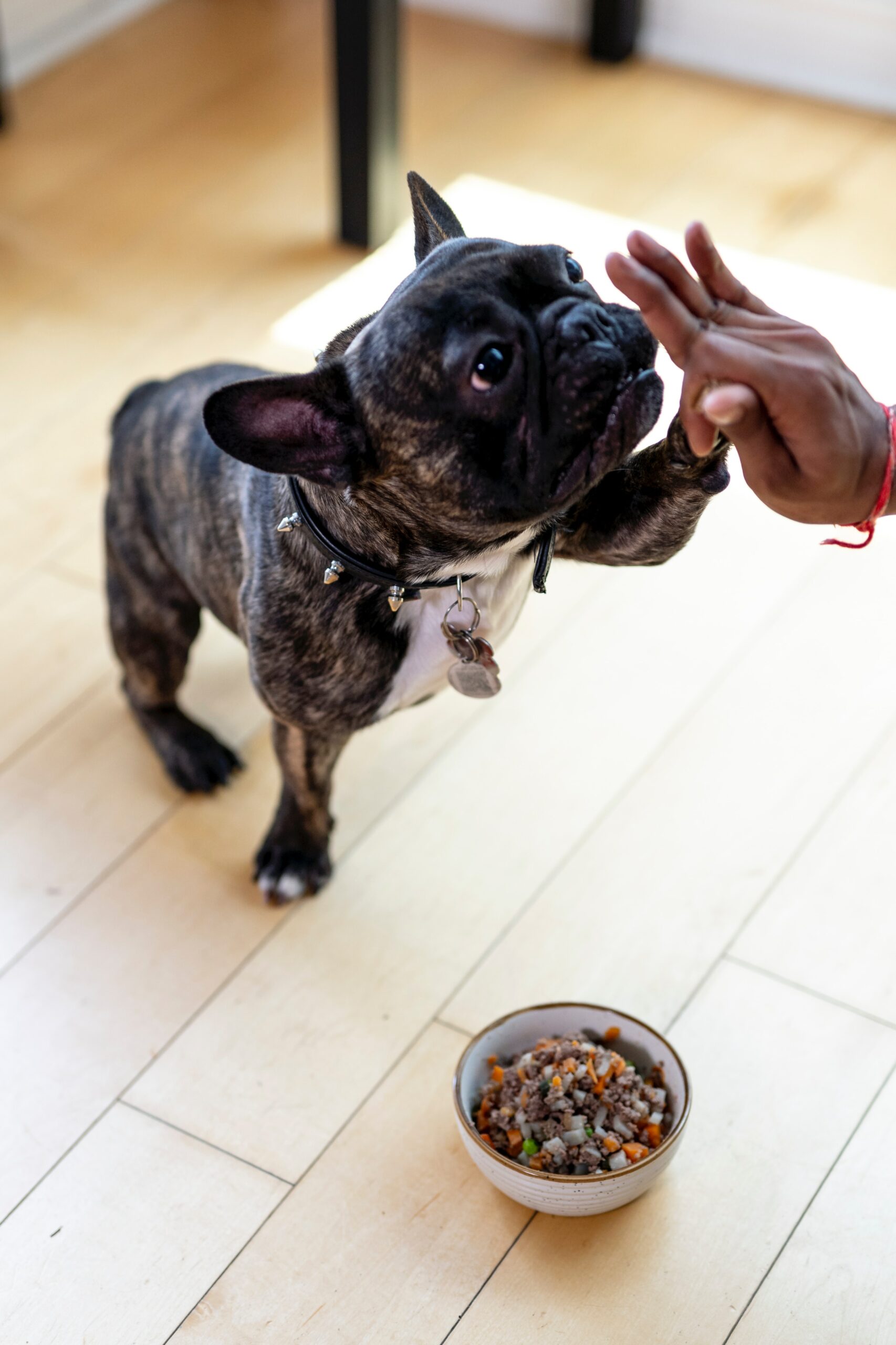 The Ultimate Guide to Canine Nutrition: A Balanced and Nutritious Diet for Your Dog
