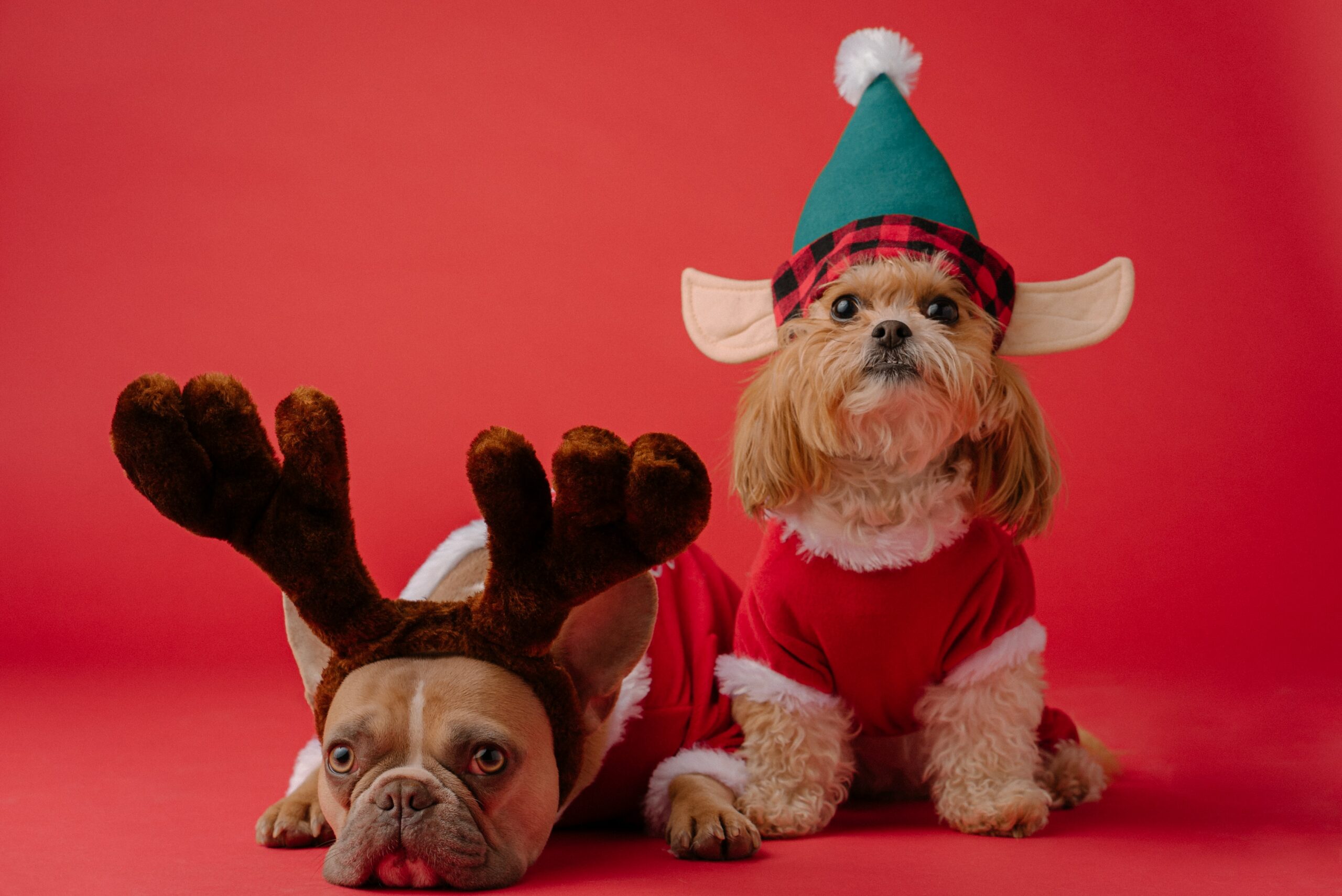 Creating a Dog-Friendly Christmas Wonderland