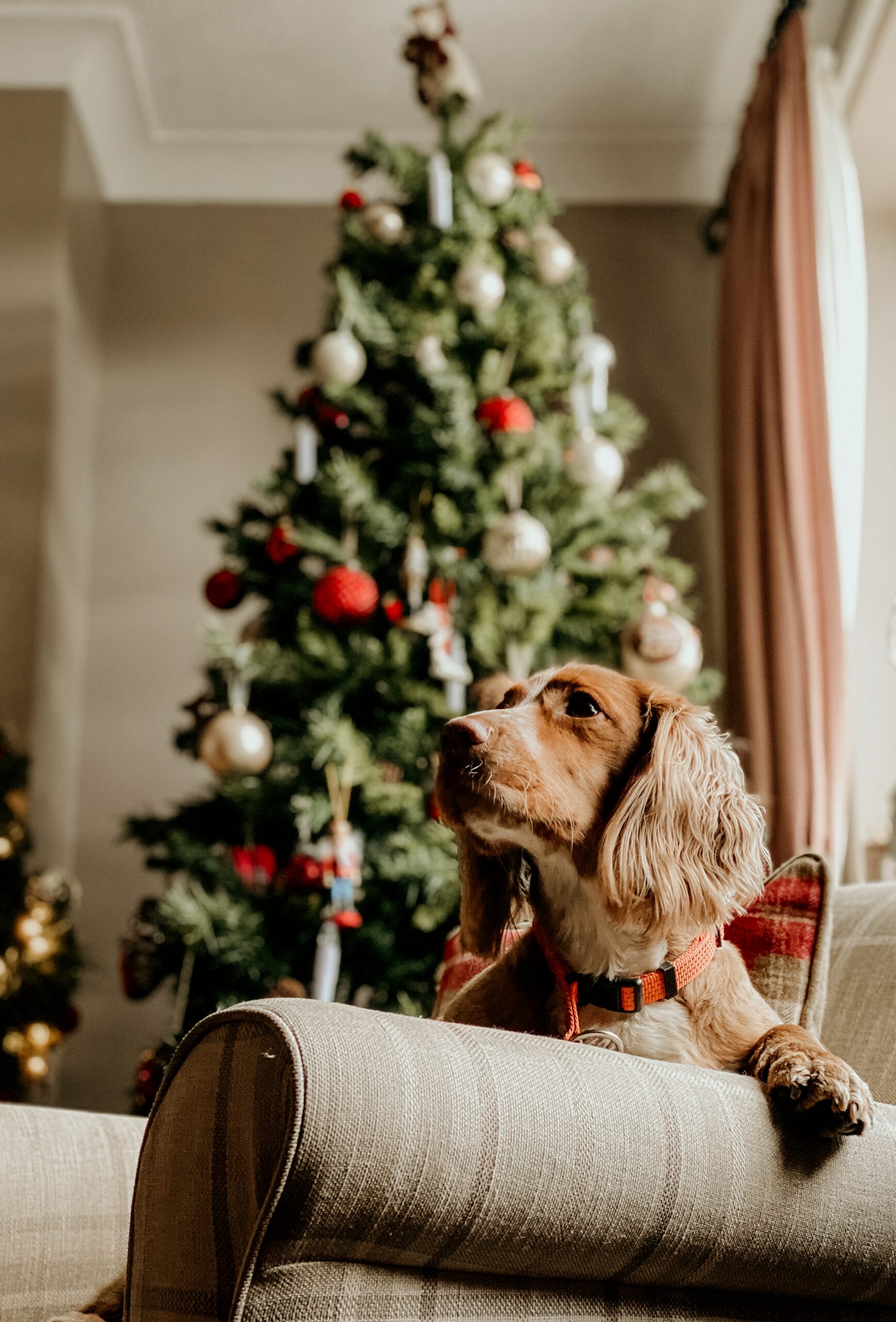 Creating a Dog-Friendly Christmas Wonderland
