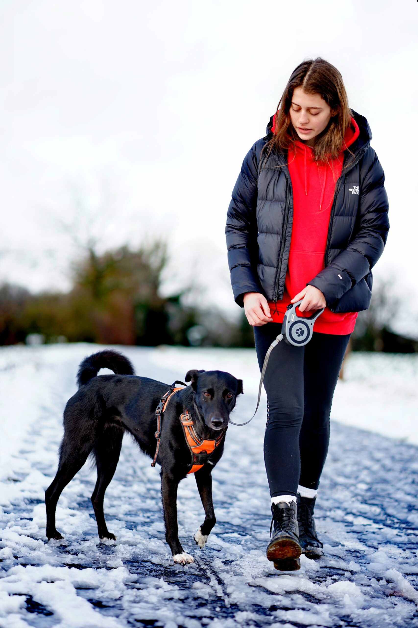 Essential Winter Paw Care for Dogs