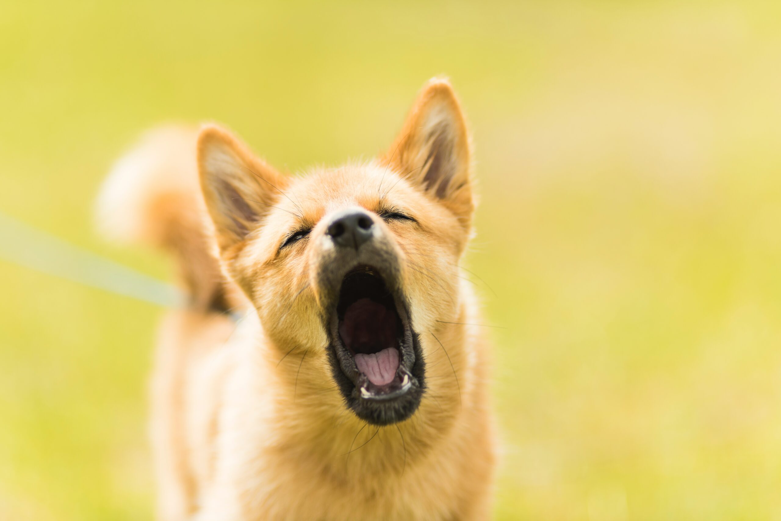Why Do Dogs Howl? The Psychology Behind Dogs Howling Behavior