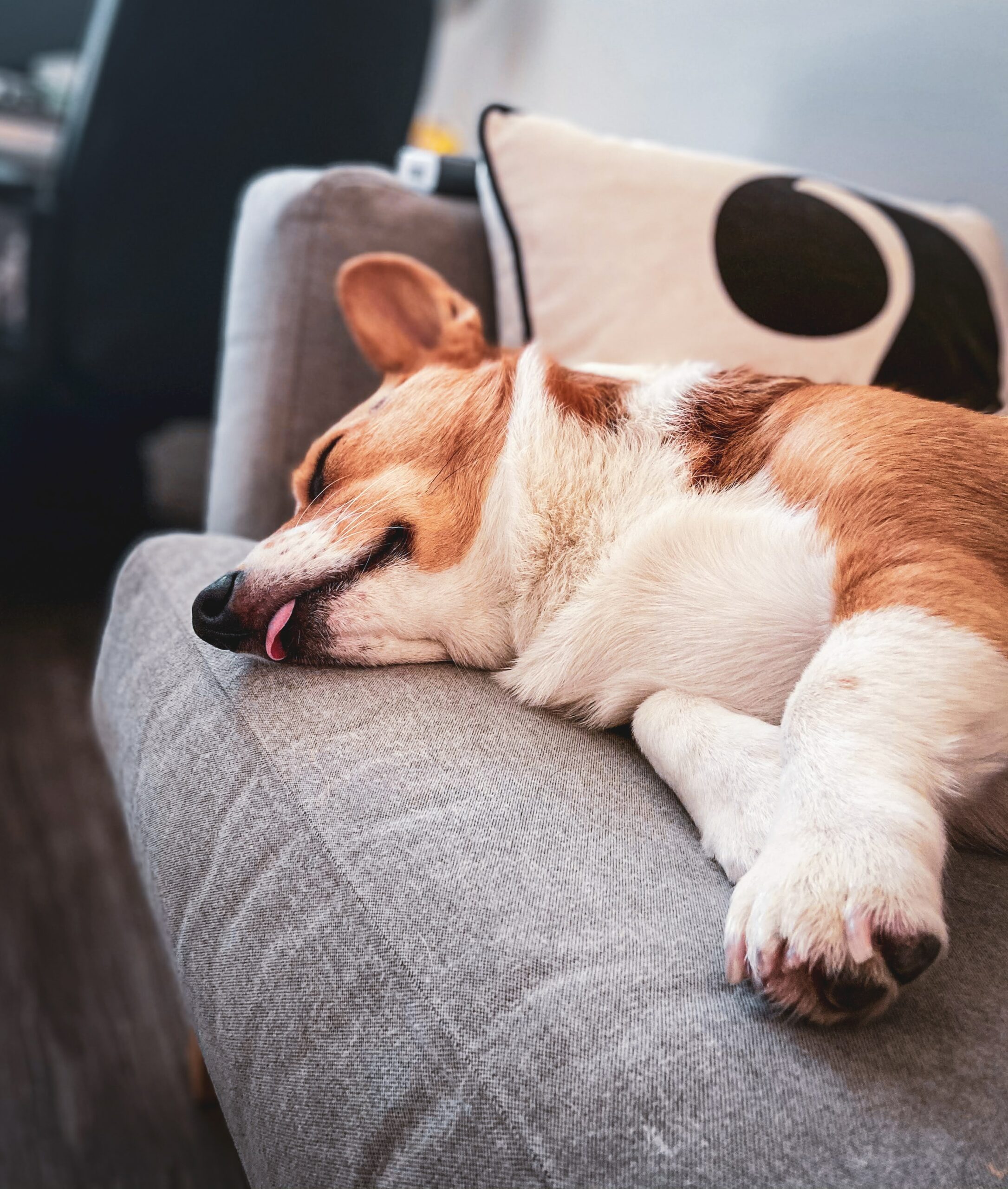 Do Dogs Dream? Decoding the Neuroscience of Dog Dreams