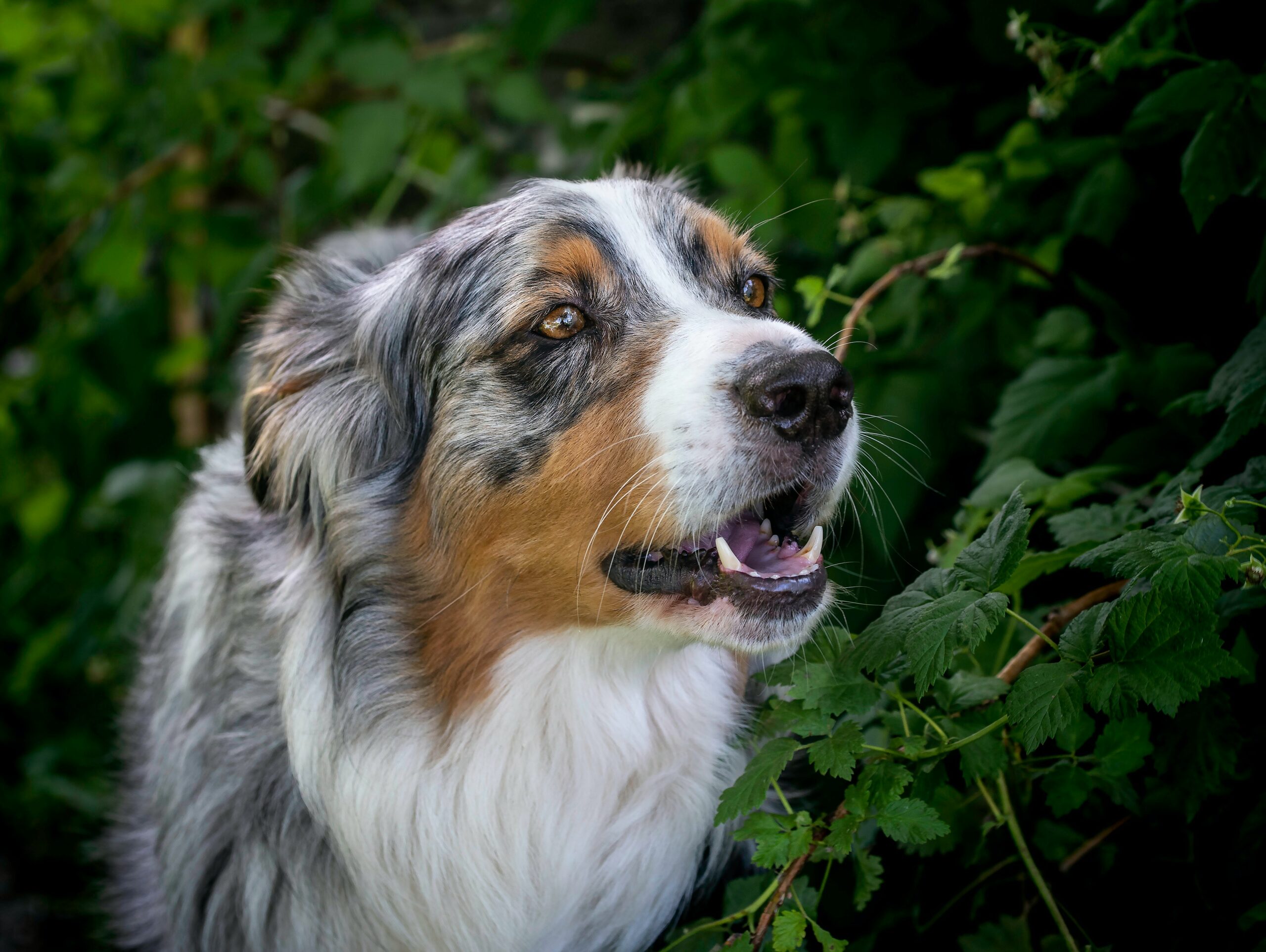 Identifying Common Toxic Plants and Symptoms for Dogs