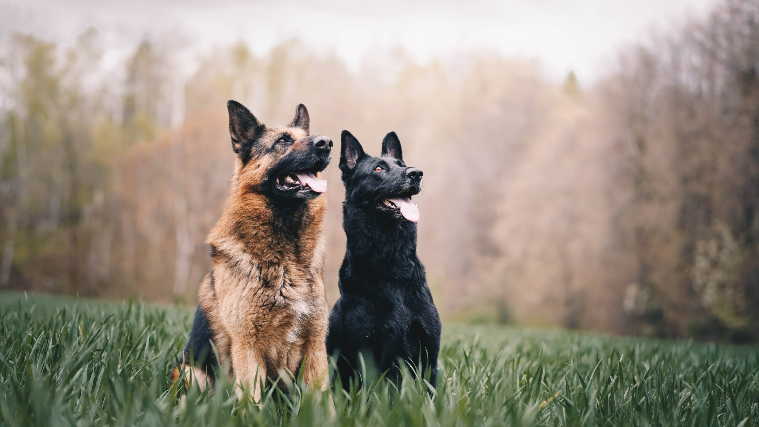 Exercise and Mental Stimulation Tips for German Shepherds