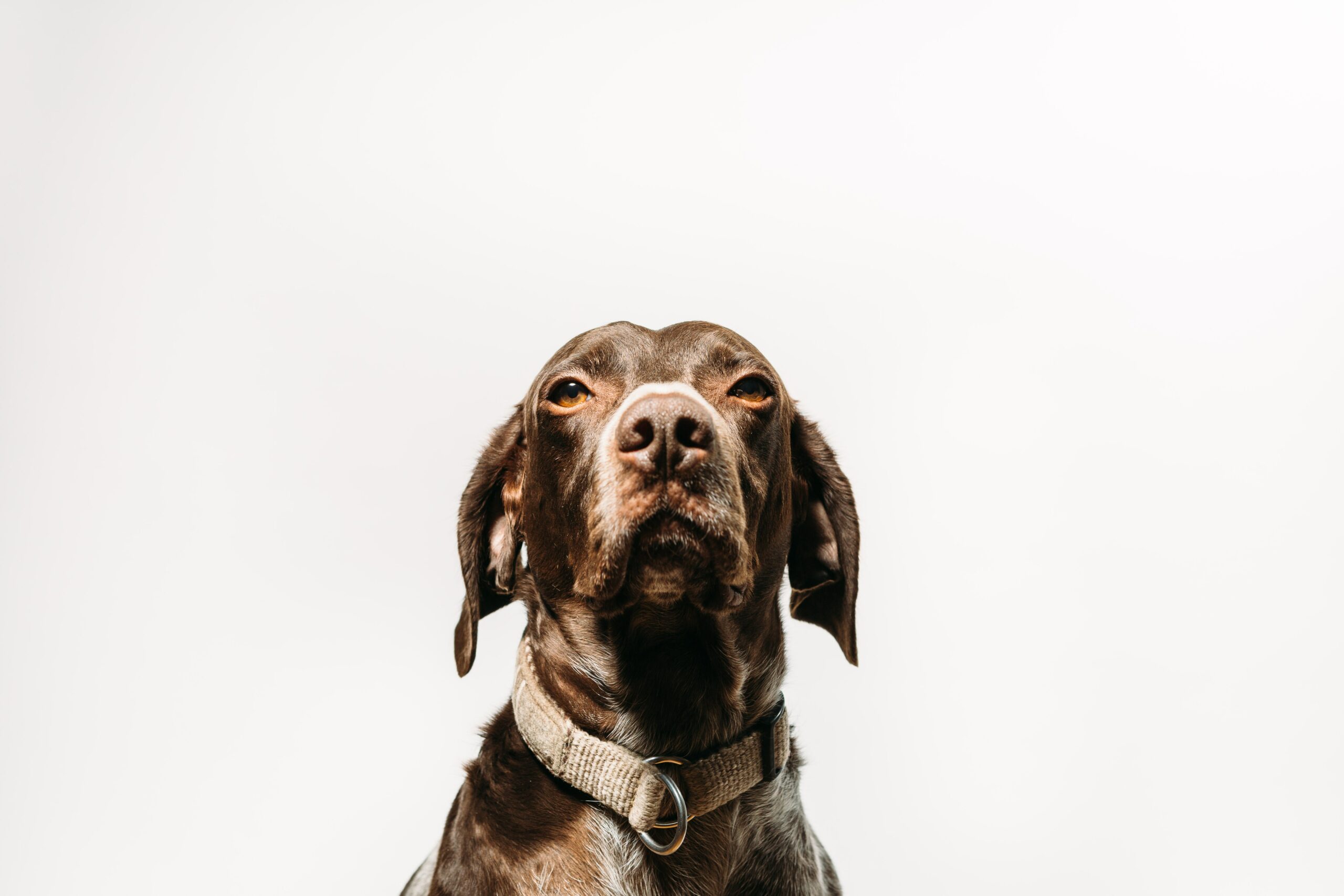 The Versatile German Shorthaired Pointer: Physical Characteristics, Temperament, and Care Guide