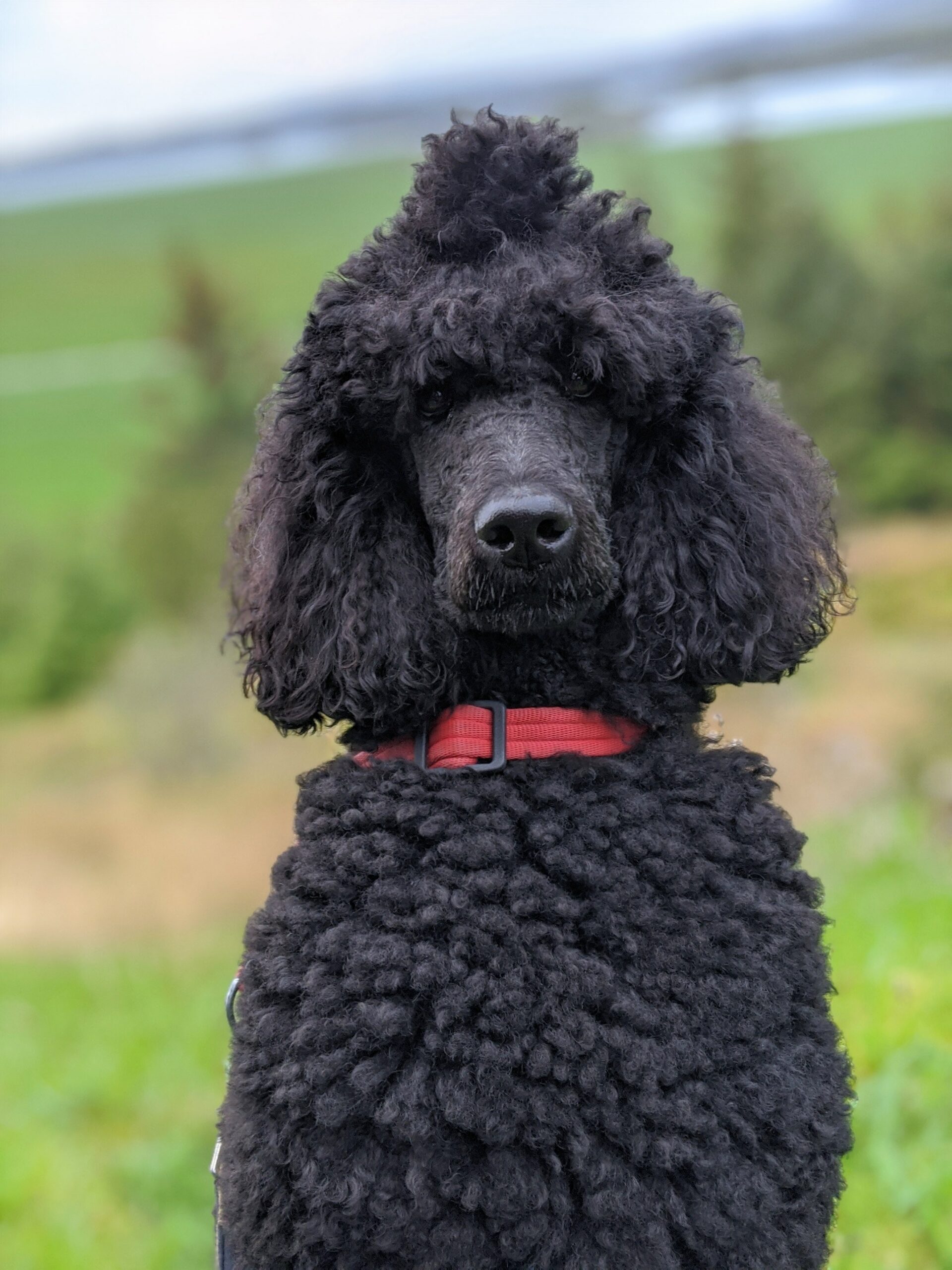 The Poodle Paradigm: Unveiling the Intelligence, Loyalty, and Distinctive Temperament