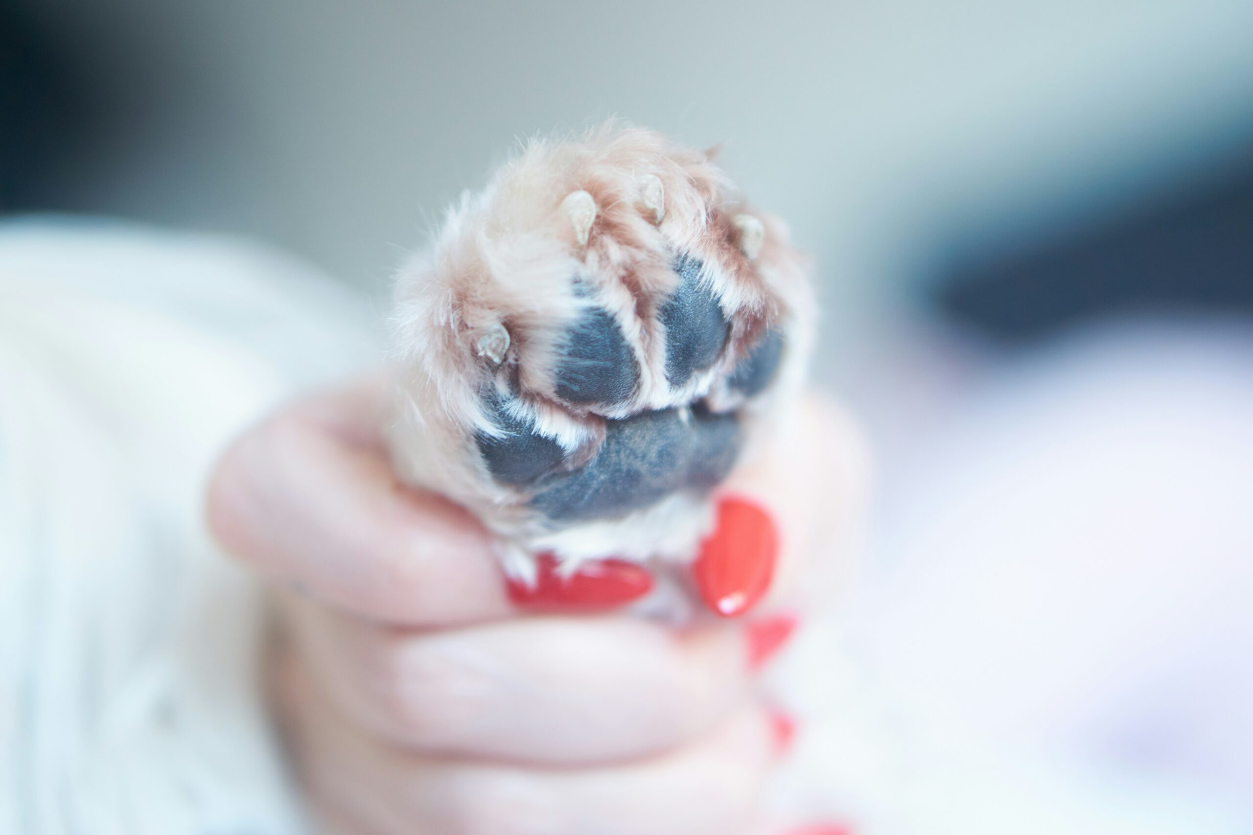 Mastering the Art of Dog Nail Trimming: Overcoming Challenges and Ensuring Comfort