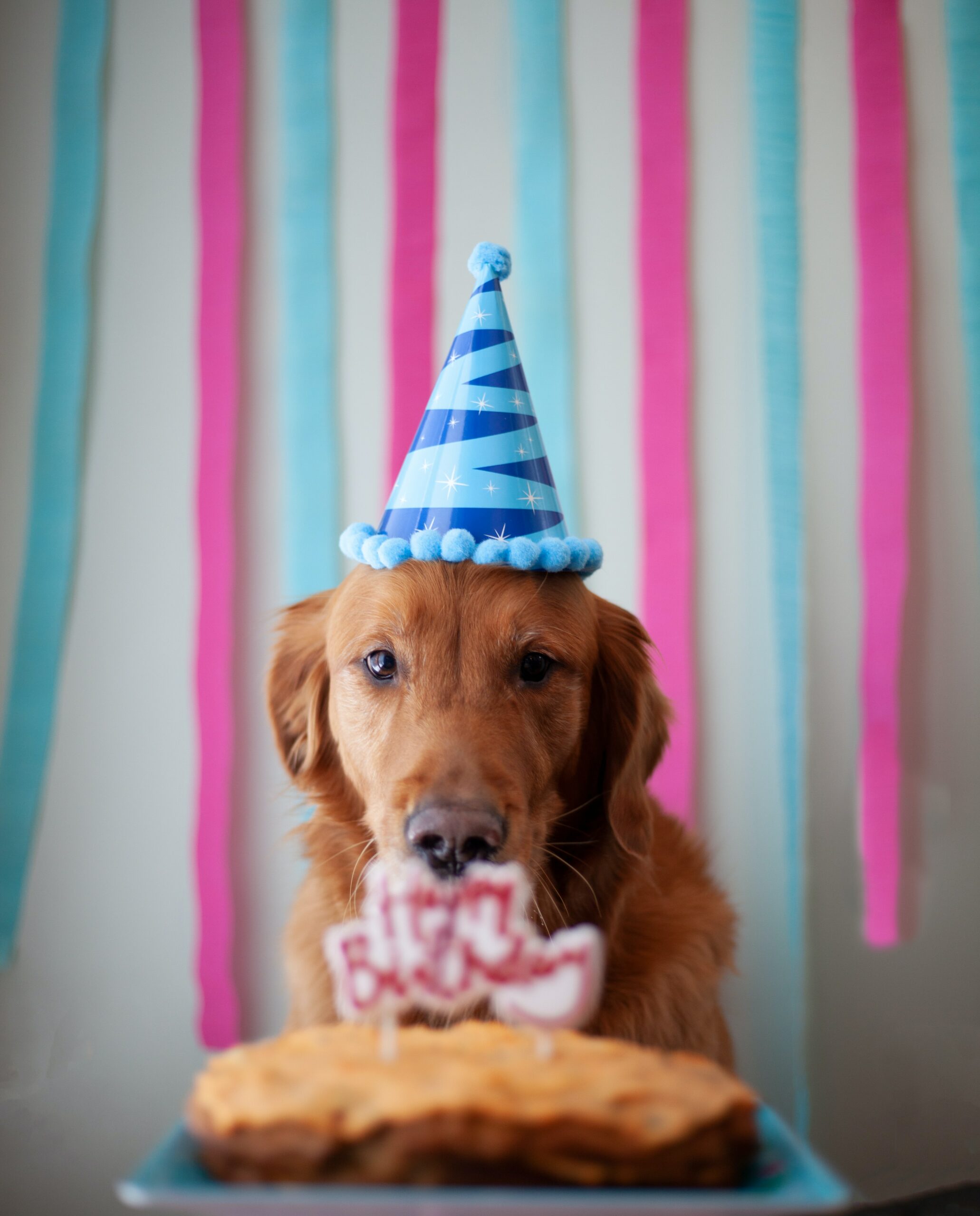 How to Plan a Tail-Wagging Dog Birthday Party