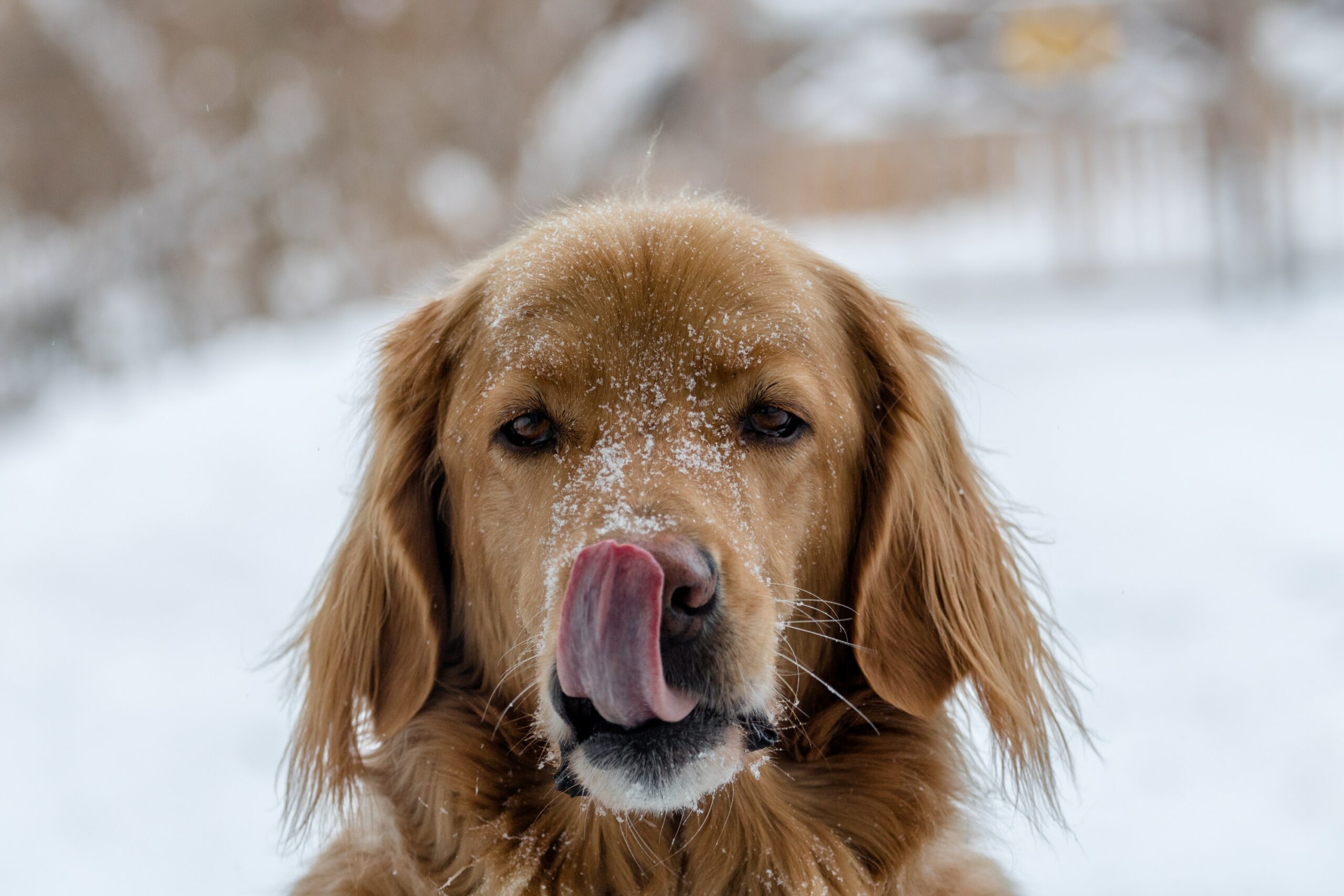 Keeping Your Pup Active: Fun Indoor Activities for Dogs in Winter