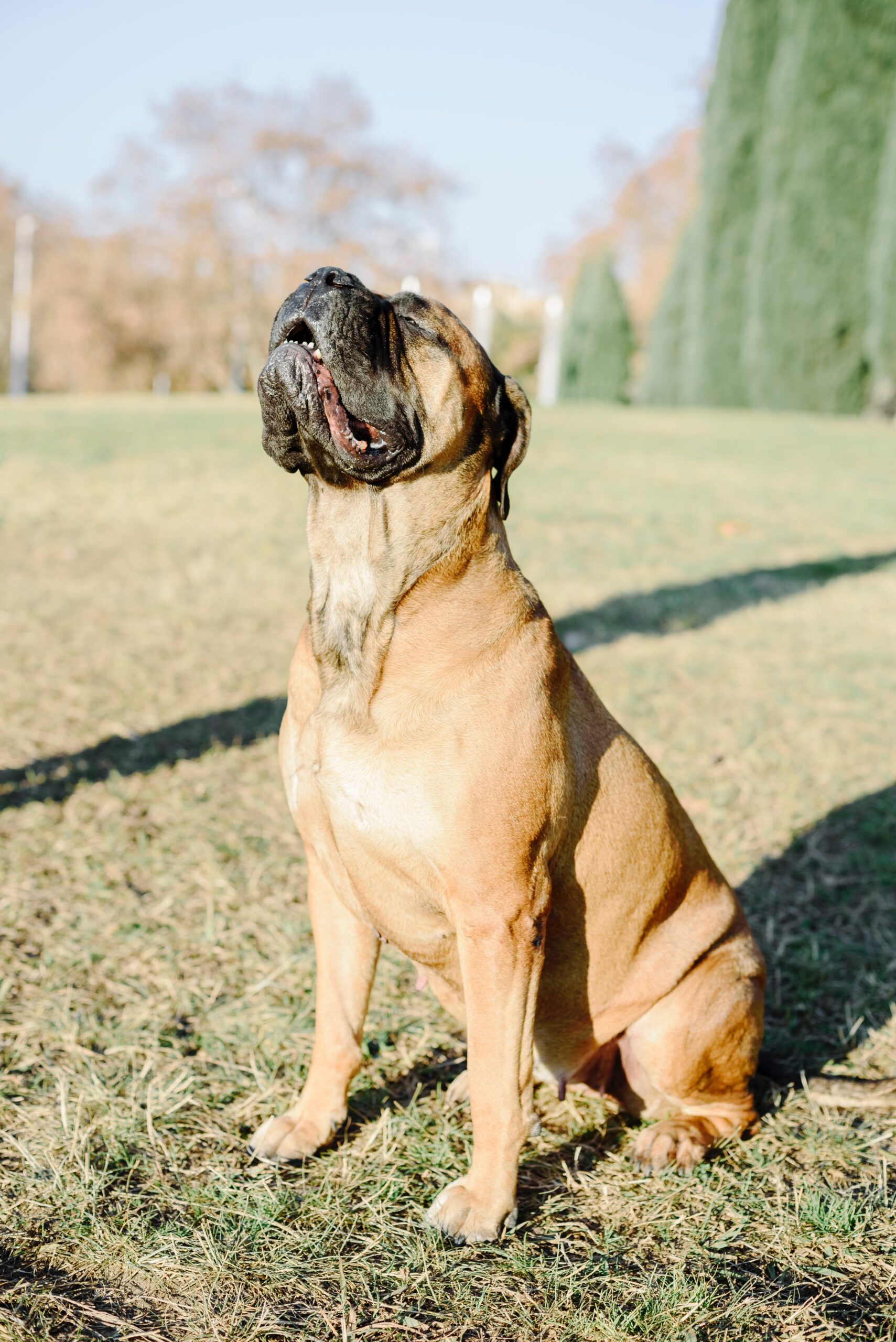 Proactive Health Care: Keeping Your Bull Mastiff Happy and Healthy