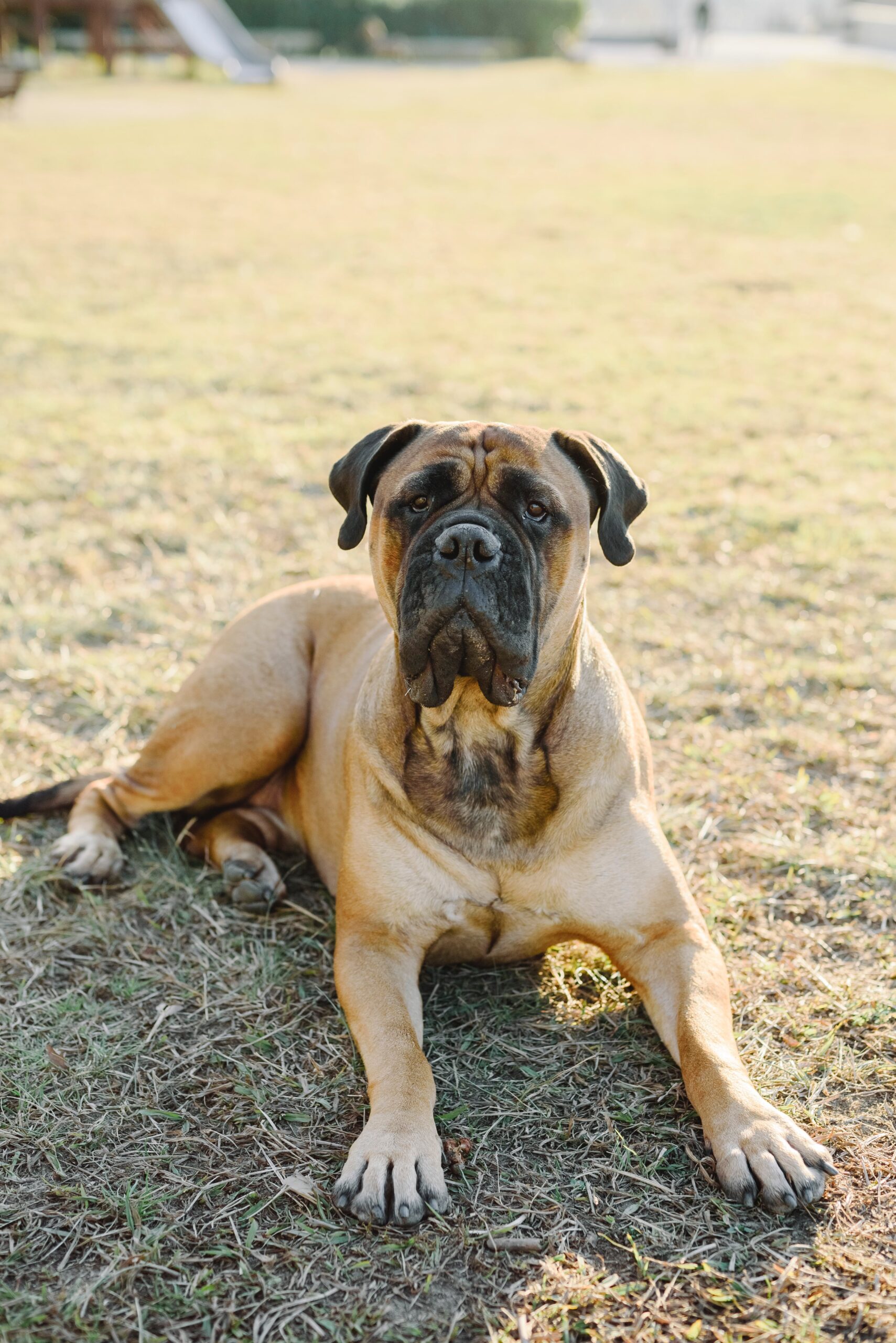Proactive Health Care: Keeping Your Bull Mastiff Happy and Healthy