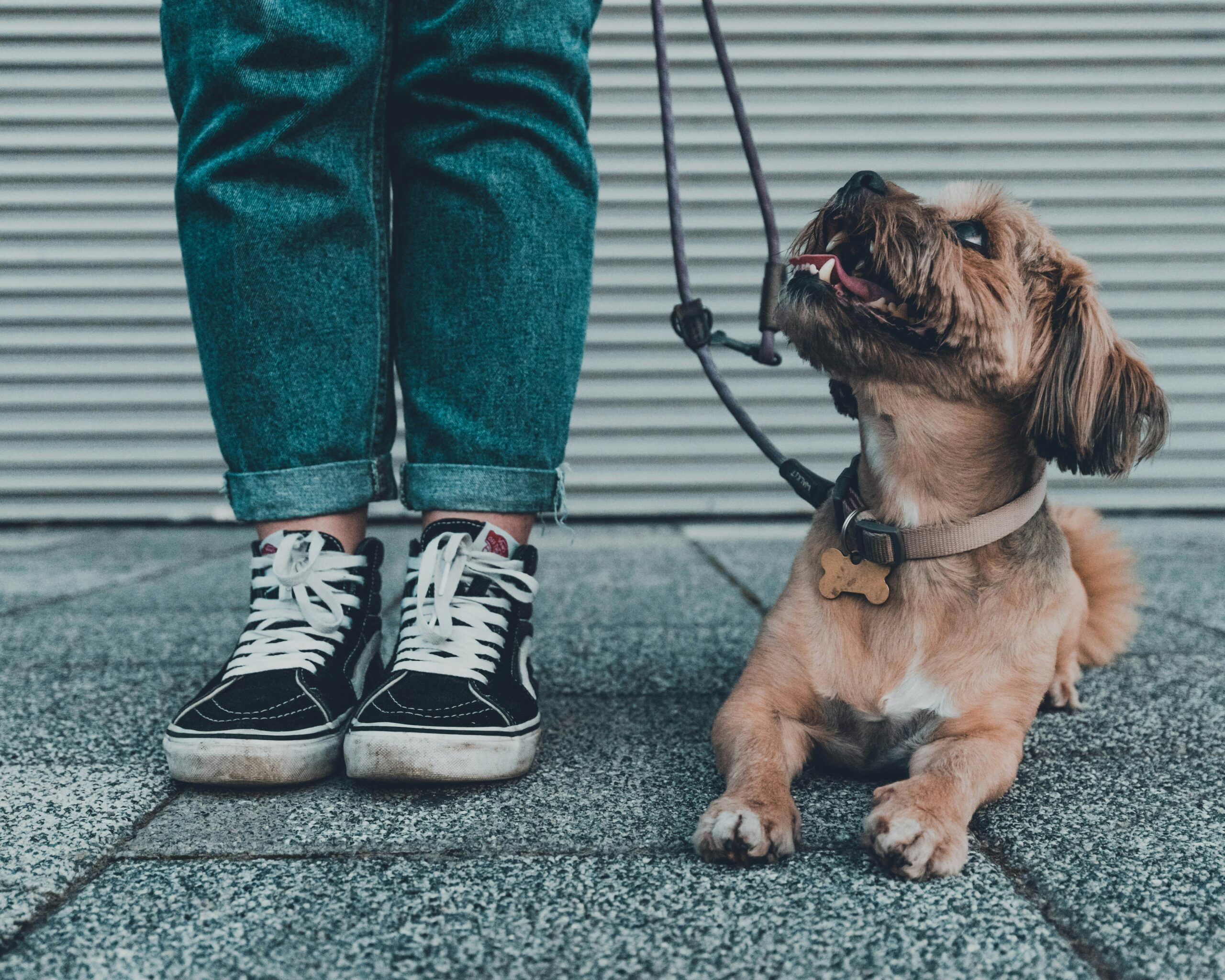 Pawsitive Effects: How Owning a Dog Can Boost Your Mental Health
