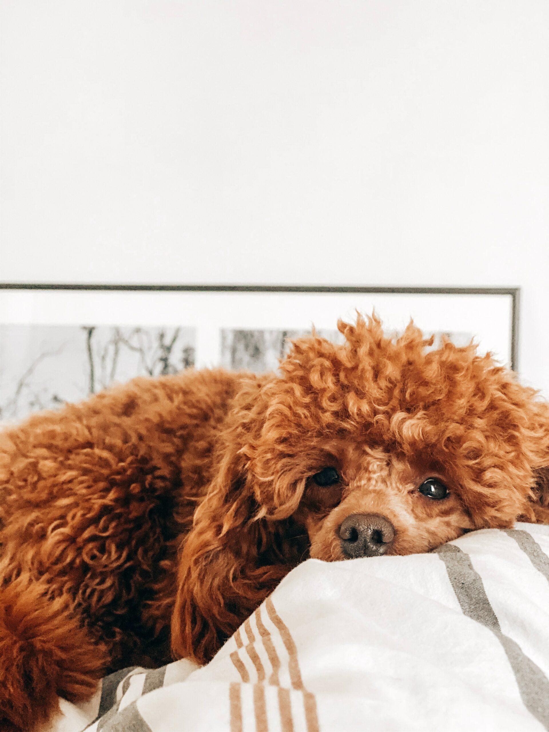 The Poodle Paradigm: Unveiling the Intelligence, Loyalty, and Distinctive Temperament