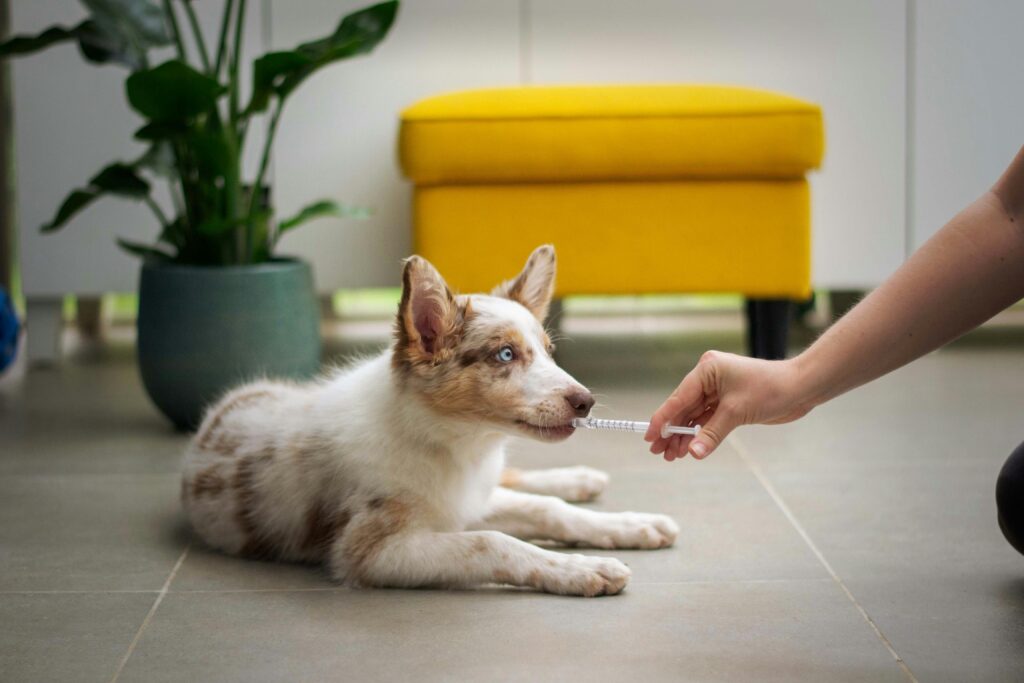 OTC Medications That Are Dangerous for Dogs—What to Avoid