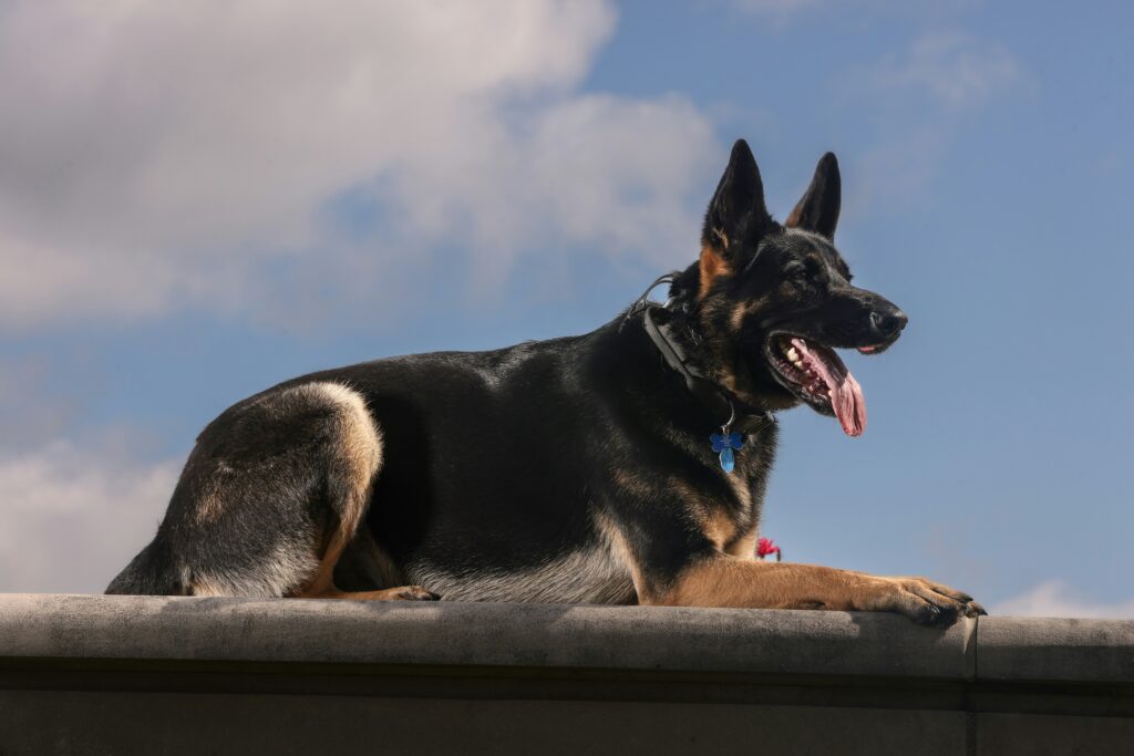 Confidence Starts with Connection: How Bond-Based Training Empowers You and Your Dog