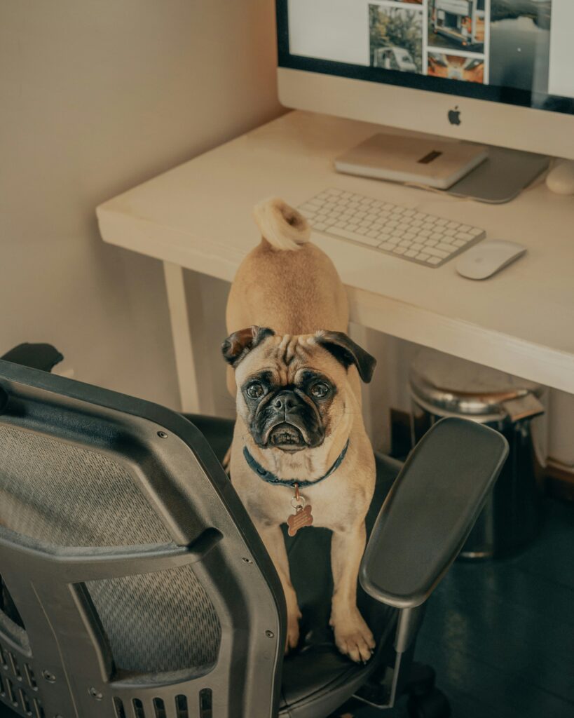 Successful businesses rely on more than just talent and productivity—they thrive on collaboration, communication, and a strong sense of team. While many companies turn to workshops and retreats to build this kind of camaraderie, one simple and surprisingly effective tool is often overlooked: dogs in the workplace.

Having dogs around doesn’t just reduce stress or boost morale; it also helps build stronger teams. From creating organic opportunities for interaction to encouraging shared responsibility, dogs can transform workplace dynamics in remarkable ways.

Natural Icebreakers for New Relationships
Starting a conversation at work isn’t always easy, especially in larger companies or remote-friendly environments. Dogs make it easier. Whether it’s someone asking, “What’s your dog’s name?” or laughing at a puppy’s silly antics, dogs act as natural social lubricants.

These spontaneous interactions help break the ice between coworkers who might not otherwise connect. Over time, this leads to more cross-department collaboration and a friendlier, more open work culture.

Fostering Informal Conversations
While formal meetings are necessary, it’s often the informal, hallway chats that spark innovative ideas or solve stubborn problems. Dogs provide opportunities for these casual conversations to happen more frequently.

A quick chat while letting your dog outside or meeting someone in the break room as your dogs play can foster connections that build trust and open the door to collaboration. These moments strengthen relationships that benefit work-related projects down the line.

Shared Responsibility Builds Trust
When multiple team members help care for a dog—walking it, refilling its water, or playing with it during breaks—they build a subtle sense of shared purpose. These small acts of cooperation reinforce team spirit and promote the idea that everyone contributes to the workplace experience.

This spirit can spill over into project work, where mutual support and a willingness to pitch in become part of the team culture.

Strengthening Remote and Hybrid Teams
Even for remote or hybrid offices, having dogs involved in workplace culture can support connection. Pet-friendly video meetings, dedicated Slack channels for sharing dog photos, or in-office dog days where hybrid teams gather can build camaraderie beyond daily tasks.

Dogs give employees something light-hearted and personal to bond over, which helps humanize interactions and strengthen remote relationships.

Reducing Social Tension
In high-pressure work environments, miscommunication or interpersonal conflict can sometimes arise. The presence of dogs can help de-escalate tension. Their calming influence softens the tone of conversations, provides emotional relief, and helps reset the room.

Simply having a dog around can make people more approachable and receptive to feedback—important factors for open and productive communication.

Creating a Collaborative Culture
A pet-friendly policy signals that a company values openness, flexibility, and employee happiness—all characteristics that support collaboration. When leadership creates an environment where dogs are welcome, it sets a tone of inclusivity and care.

Employees in such cultures often feel more empowered to share ideas, take initiative, and engage more deeply with team members. Dogs, while not the sole factor, help reinforce the kind of atmosphere where collaboration can flourish.

Encouraging Empathy and Understanding
Dogs can also help teach valuable soft skills. Pet owners often develop greater empathy, patience, and communication skills through caring for their animals. These qualities transfer into the workplace, helping team members better relate to each other.

When coworkers regularly interact around their pets, they also learn more about each other’s personalities and lives outside of work. This deeper understanding improves group dynamics and fosters mutual respect.

Establishing Rituals That Strengthen Bonds
Whether it’s a daily dog walk break, a team outing to a dog-friendly café, or celebrating a pup’s birthday with office treats, dogs create fun rituals that strengthen social bonds.

These shared traditions give coworkers something to look forward to and talk about beyond project updates and deadlines. They help maintain morale and deepen personal connections that carry over into team collaboration.

Tips for Maximizing the Team Benefits of Dogs
To ensure dogs contribute positively to teamwork and not distraction, here are a few simple guidelines:

Encourage shared dog time: Let team members take turns walking or playing with the office dog.

Create social spaces: Designate a dog-friendly common area where employees can gather informally.

Respect boundaries: Not everyone loves dogs, so offer dog-free zones and always ask before introducing pets.

Use pets in team building: Plan events like "bring your dog to work" days or pet-themed team activities.

Final Thoughts
When it comes to building better teams, we often look to workshops, coaching, and strategy sessions—but sometimes, a furry friend with a wagging tail is the best team builder of all.

Dogs help people connect more easily, communicate more openly, and support one another more willingly. In doing so, they help create workplaces that are not only more productive but also more human.

If your team could use a boost in connection and collaboration, consider letting dogs lead the way.