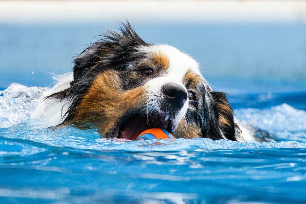 Learn how swimming and hydrotherapy support a dog’s recovery from injury or surgery. Safe, effective, and veterinarian-approved