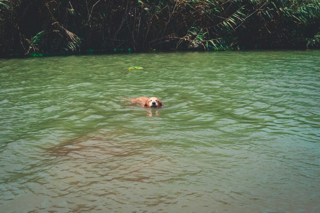 Learn how swimming and hydrotherapy support a dog’s recovery from injury or surgery. Safe, effective, and veterinarian-approved