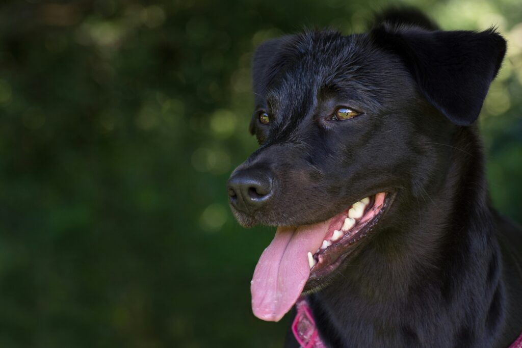 How Panting Reflects Your Dog’s Stress and Excitement