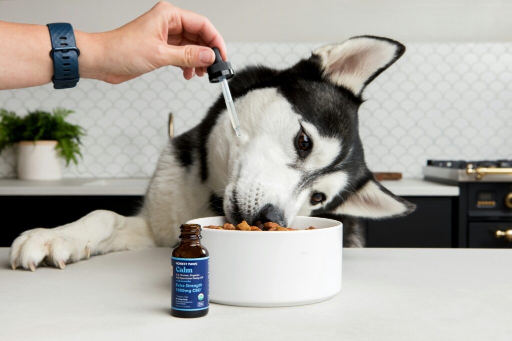 OTC Medications That Are Dangerous for Dogs—What to Avoid