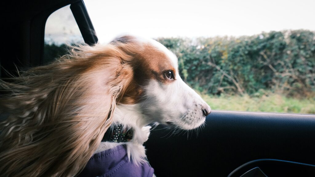 Road Trip Ready: Prepping Your Dog for Long Car Rides