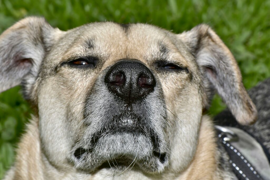Managing Seasonal Allergies in Dogs