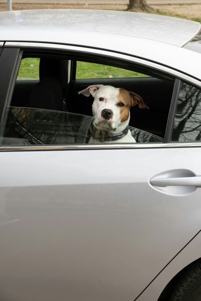 Road Trip Ready: Prepping Your Dog for Long Car Rides