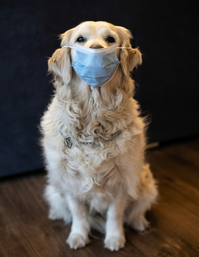 Managing Seasonal Allergies in Dogs