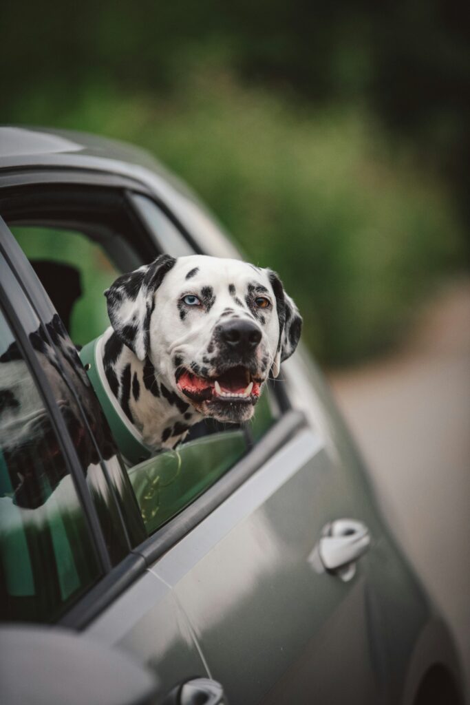 Road Trip Ready: Prepping Your Dog for Long Car Rides