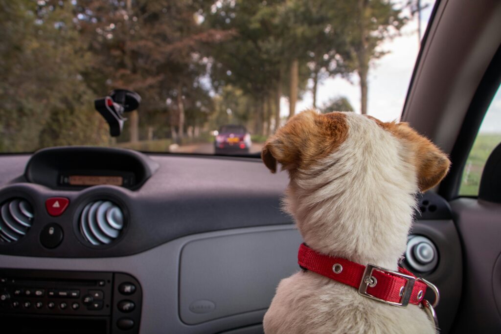 Road Trip Ready: Prepping Your Dog for Long Car Rides