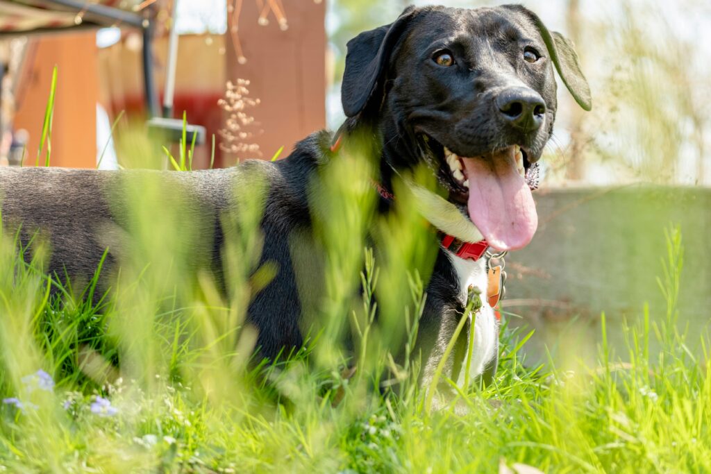 How Panting Reflects Your Dog’s Stress and Excitement