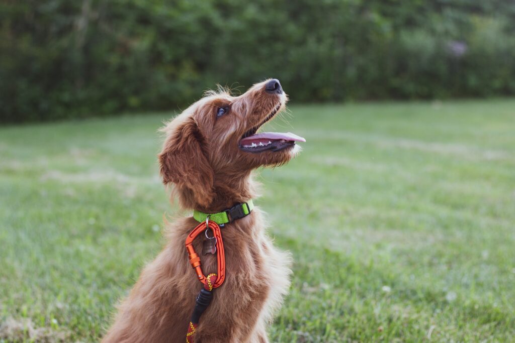 Confidence Starts with Connection: How Bond-Based Training Empowers You and Your Dog