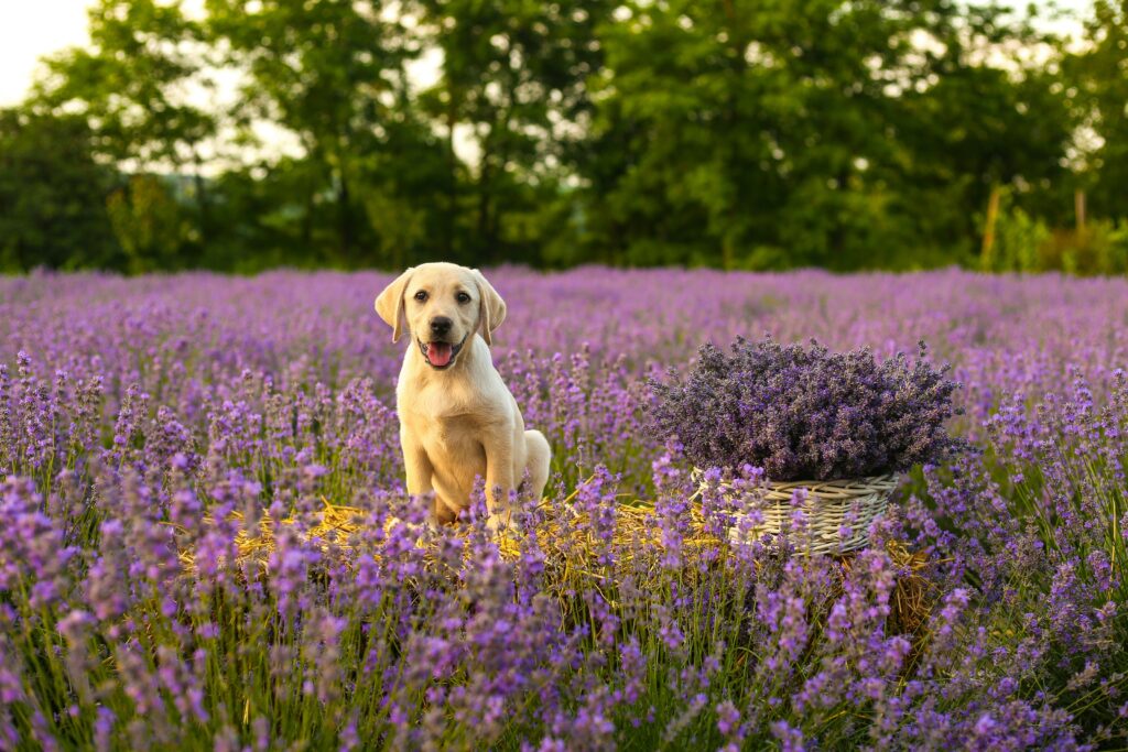 Managing Seasonal Allergies in Dogs