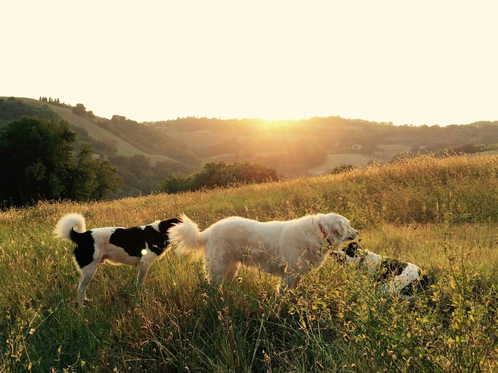 Tuning Into Your Dog’s Emotional Needs