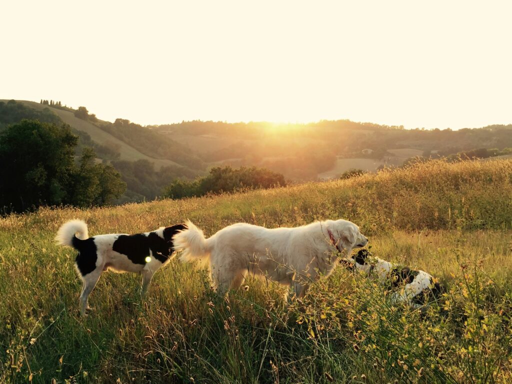 The Importance of Regular Vet Check-Ups