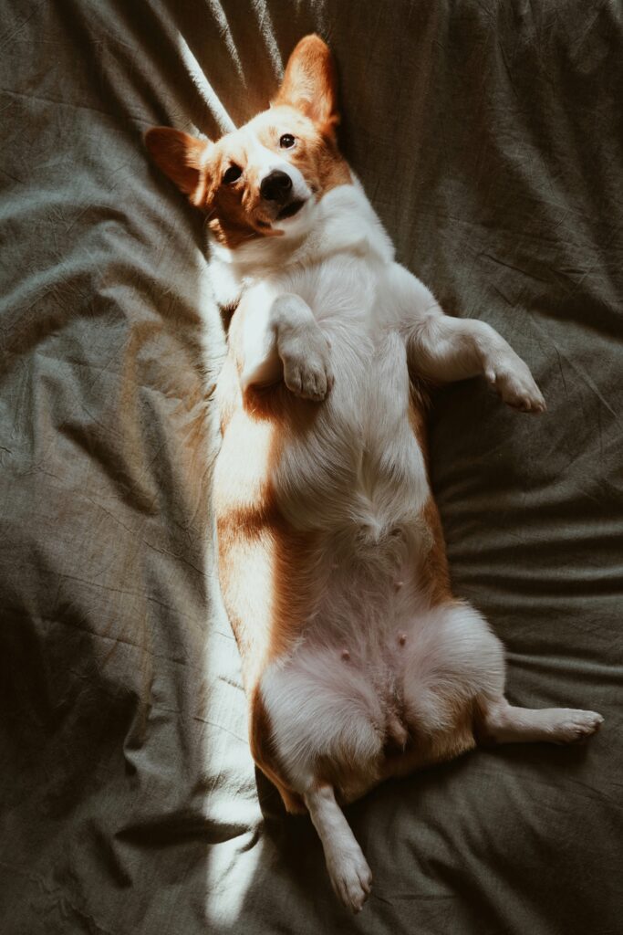 How Probiotics Improve Dog Gut Health