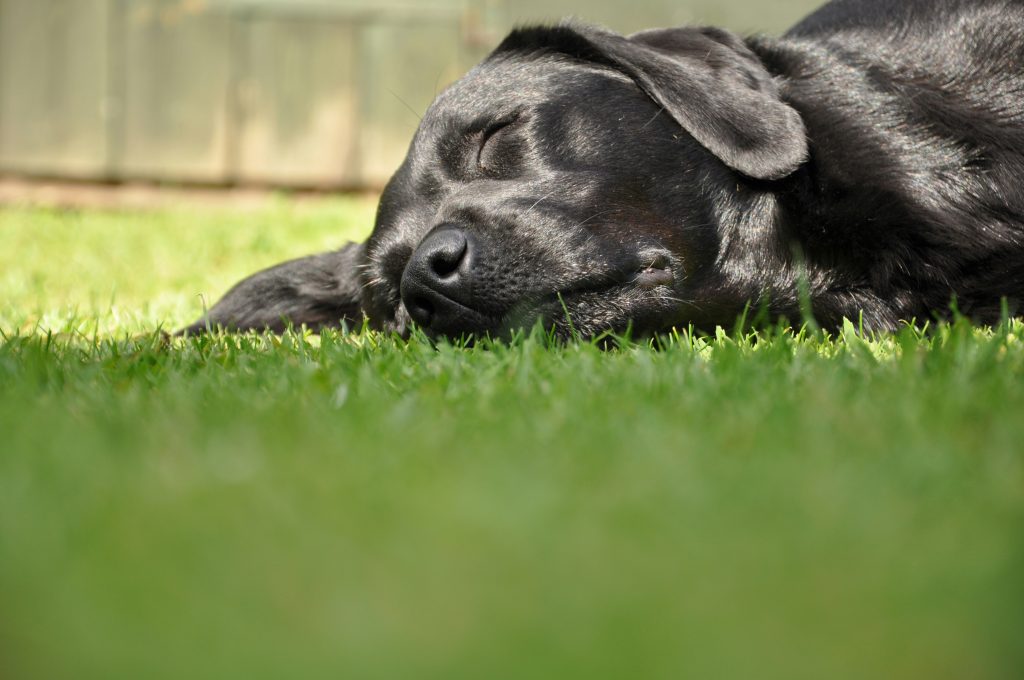 How Exercise Reduces Anxiety in Dogs