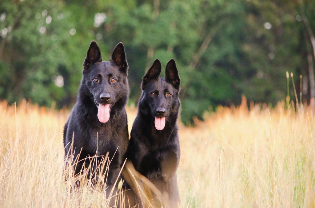 Tuning Into Your Dog’s Emotional Needs
