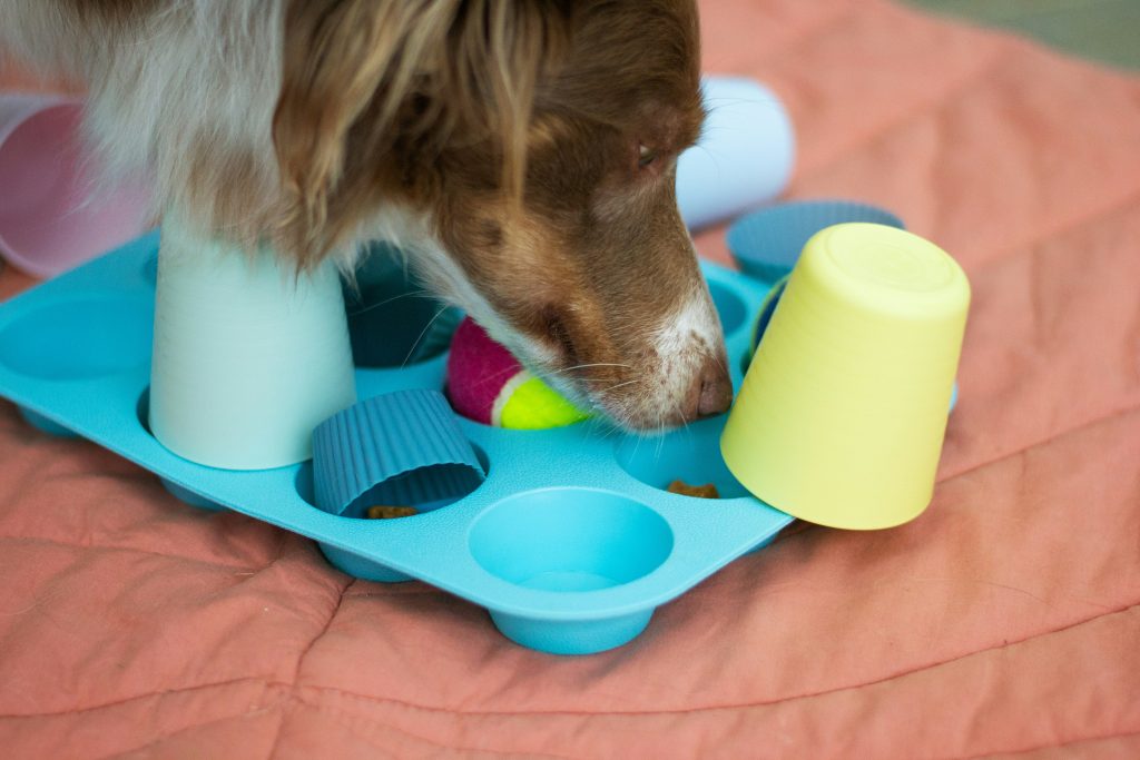 Enrichment Walks: More Than Just Exercise