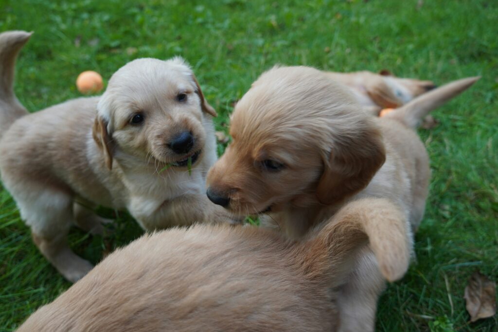 Teaching Basic Commands Builds Puppy Confidence
