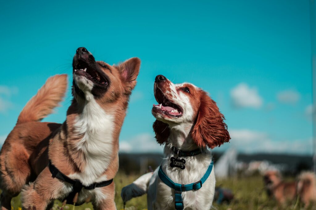 The Importance of Regular Vet Check-Ups