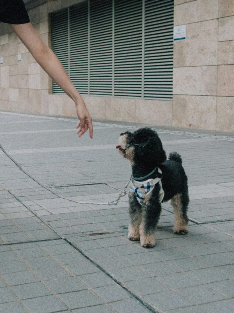 Understanding Canine Body Language