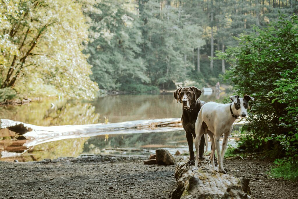 The Importance of Regular Vet Check-Ups